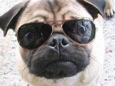 Pugs Sunglasses