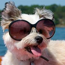 Pugs Sunglasses