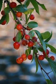Berry