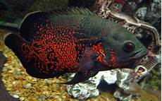 Cichlid