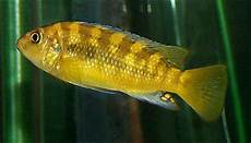 Cichlid