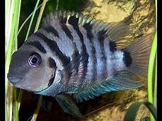 Cichlid