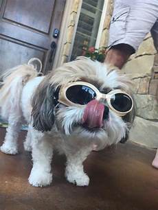 Clout Glasses