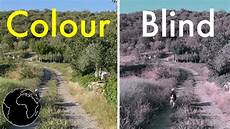Color Blind Glasses