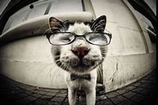 Cool Sunglasses