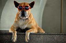 Cycling Sunglasses