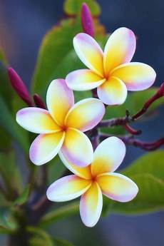 Flore