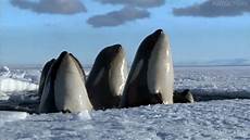 Orka Grup