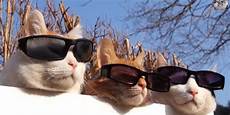 Police Glasses