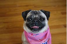 Pugs Sunglasses