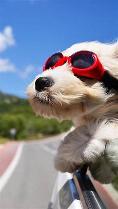 Stylish Glasses