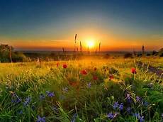 Sunny